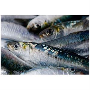 The Pilchard Works Cornish Pilchard Fillets with Extra Virgin Olive Oil 100g